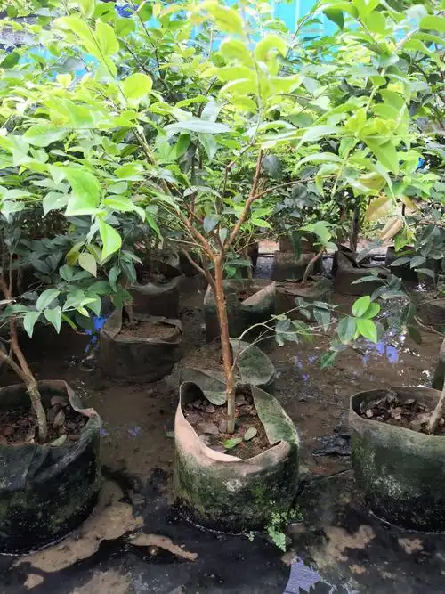 嘉宝果苗 四季早生嘉宝果