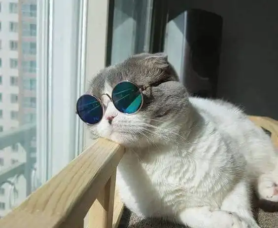 铲屎官可真会玩,给猫咪戴上炫酷的墨镜,喵星人c位出道吧!_网易订阅
