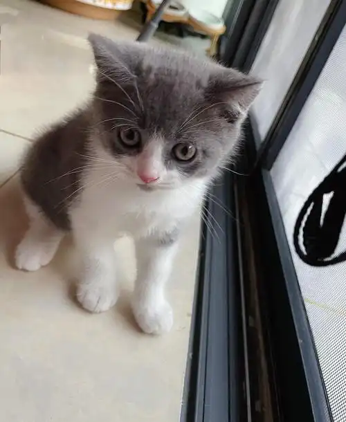 福田家养英短净梵蓝白蓝猫找新家900起