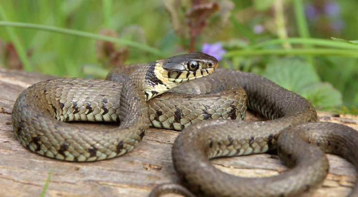 草蛇的躯干及尾部背面呈橄榄绿,腹面灰白色,几乎每