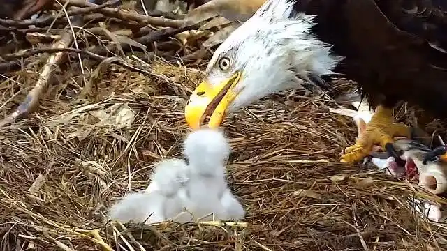 白头雕喂食幼崽 一条大鱼 一口一口喂幼鸟