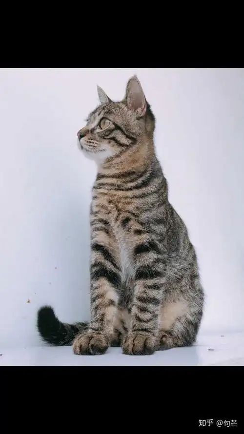 狸花猫可以漂亮到什么程度?