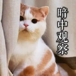 萌宠猫星人暗中观察偷看呆萌可爱gif动图_动态图_表情包下载_soogif