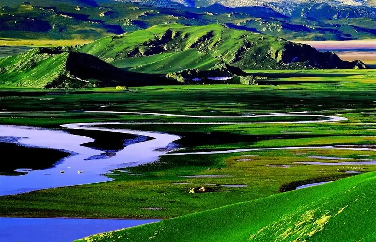 巴音布鲁克草像一片广阔无垠的绿色地毯,被雪山环抱其中.