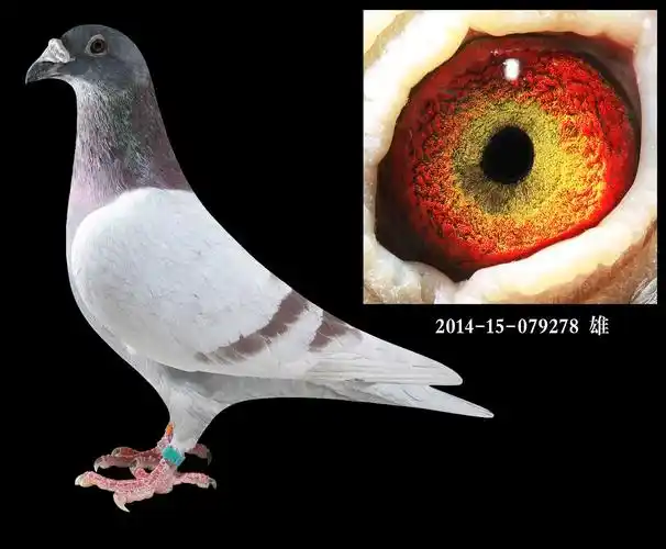 大体西翁_济南远征鸽业_ ag188.com爱鸽商城_中国信鸽信息网