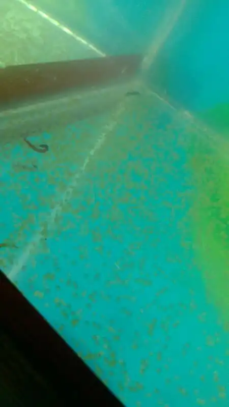 这是狮子头金鱼的鱼卵吗?