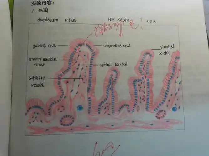 组胚实验红蓝铅笔绘图