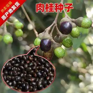 肉桂种子桂皮树苗种子树广东广西桂皮树苗桂核包邮