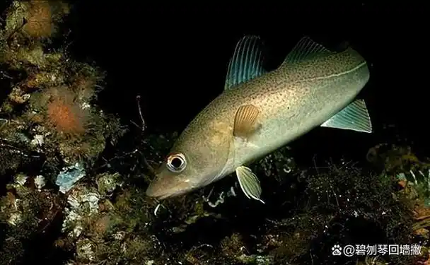 墨瑞鳕的生物学特性,与简单易懂,好操作的养殖技术