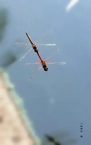 一组飞版交配的霜白蜻蜓