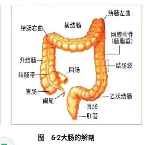 重医三院健康科普关于结肠癌大家知多少