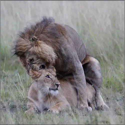 【巨搞笑】搞笑动物之狮子繁殖生活图合图集--草原霸主狮子的那点事