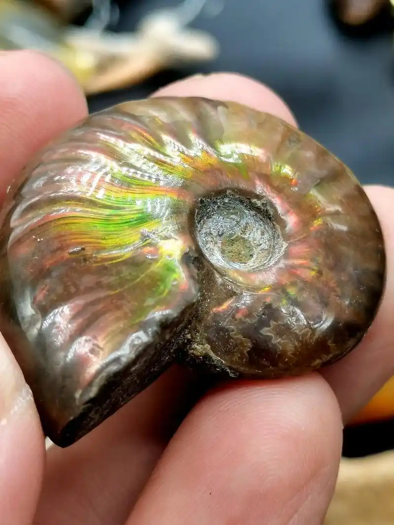 古生物化石 史前带斑彩的螺化石 斑彩非常漂亮 喜欢的朋友来撩