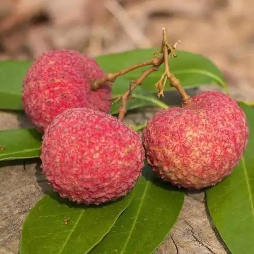 广西灵山鸡嘴荔枝2斤份精品果