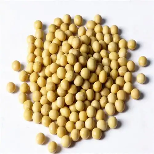 黄豆种子