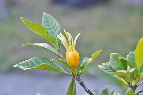 栀子花的功效与作用