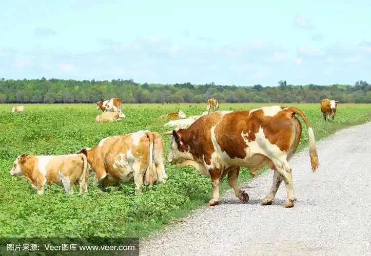 公牛,母牛和小牛