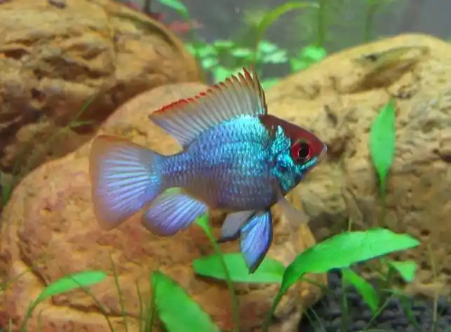 帮忙认公母两只阿凡达