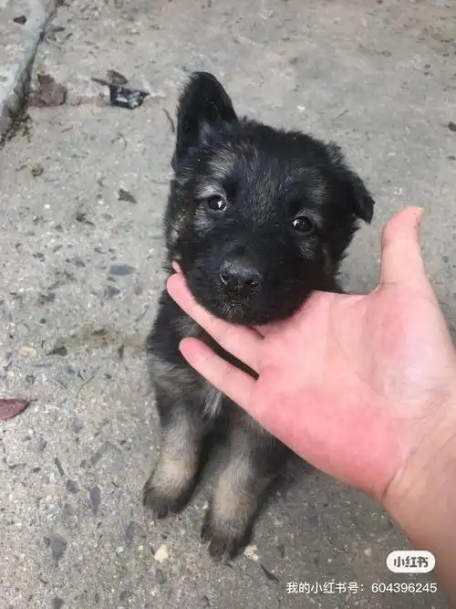 黑背爸爸 马犬妈妈的串串.