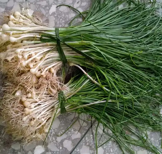 野大蒜图片(俗称) - 赤虎壹号