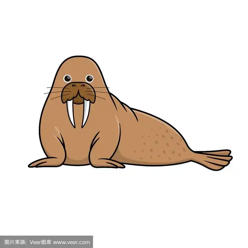 海象孤立在白色背景上的矢量插图.