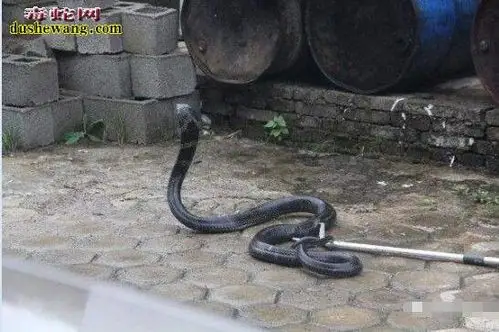 万蛇图片广西山万蛇图片大全