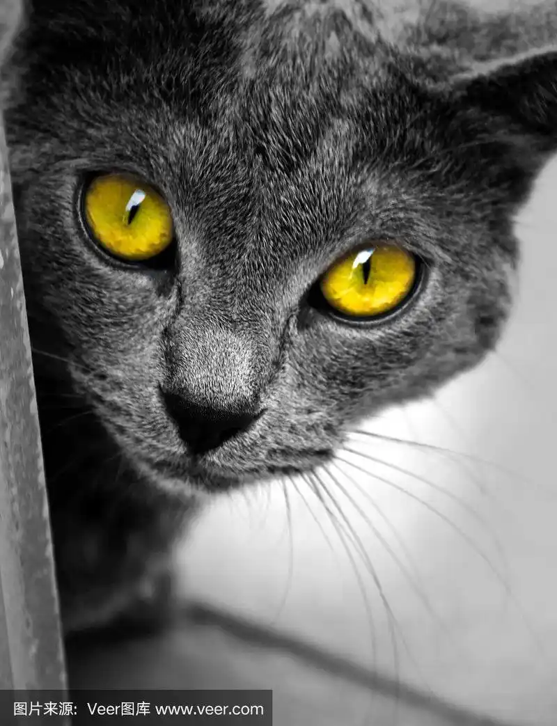 猫的眼睛特写