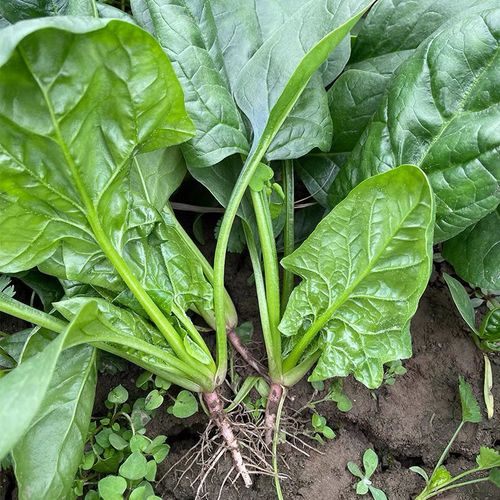 菠菜新鲜露天菠菜红根菠菜小叶波菜农家自种现割现发 净重1斤尝鲜