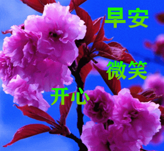 原创8张创意最美早上好动态图片表情带字和鲜花2022免打字春日早安