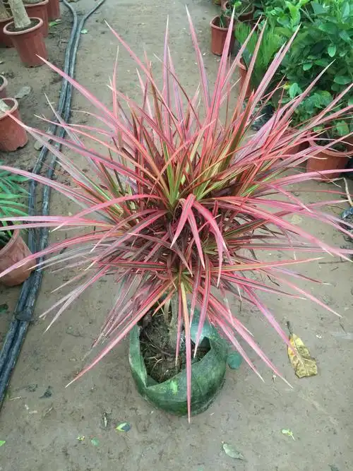 七彩铁 五彩千年木盆栽庭院室内阳台彩叶绿植 三色龙血树红竹观叶花镜