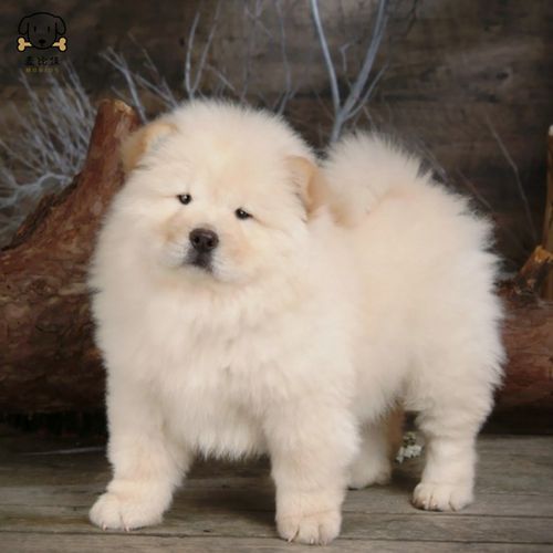 麦比佳宠物 狗狗活体 松狮犬幼犬活体 纯种双血统肉嘴面包蓝舌头松狮