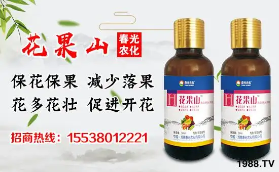 芒果保花保果的关键措施