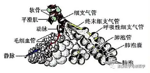 解剖次级肺小叶详解