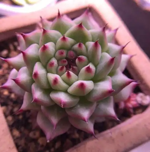 普货的逆袭绿爪