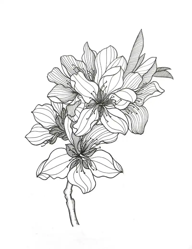 线描一枝桃花参考实物绘制