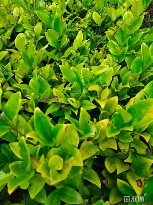 高度50厘米金森女贞小苗