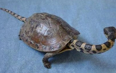 红头蛇颈龟怎么认识主人