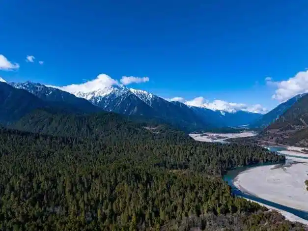 波密守岗云杉林护绿水青山