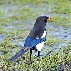 请问这个鸟叫么名?