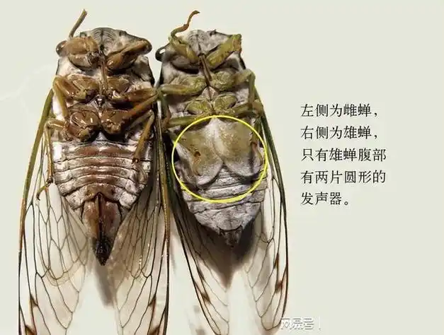 揭秘知了和蝉的区别夏天里最熟悉的声音