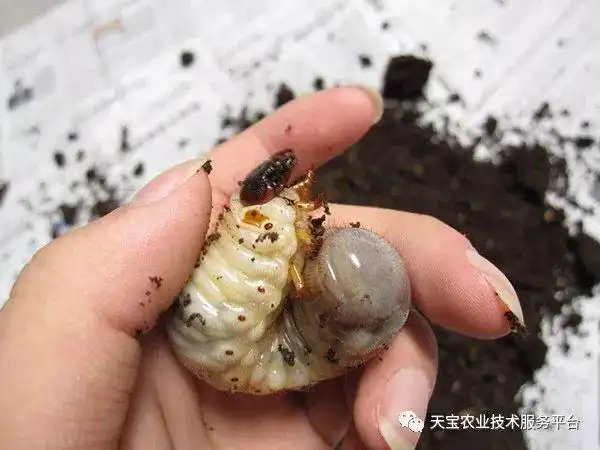 ④地下害虫类(蝼蛄,蛴螬,金针虫,地老虎,韭蛆等)防治用药:昆虫病原