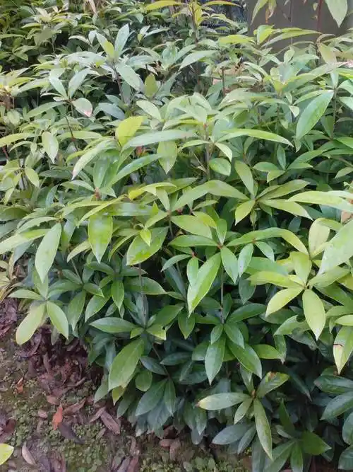 正宗金丝楠木树苗南方珍稀名贵苗木经济林木小叶桢楠大苗小苗1525公分