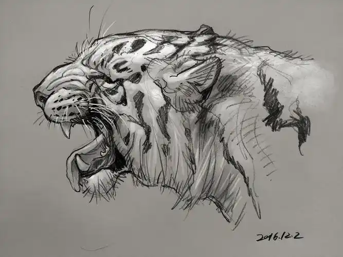 老虎素描图片老虎素描图片霸气