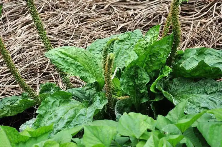 中医用做治疗咳嗽的药材