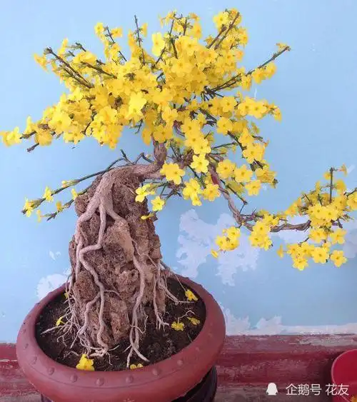 迎春花怎么培养粗根