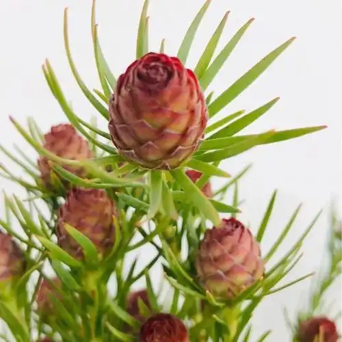 澳洲郁金香养护知识