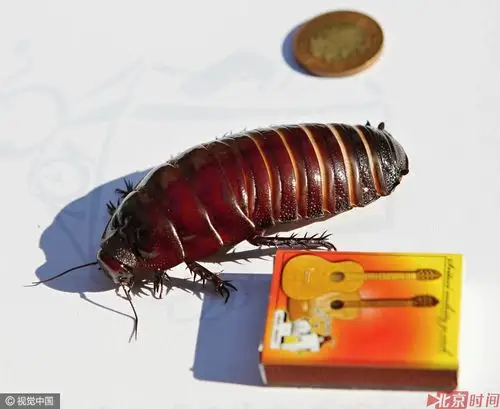 捷克惊险超级小强!世界最大蟑螂长近10厘米-北京时间