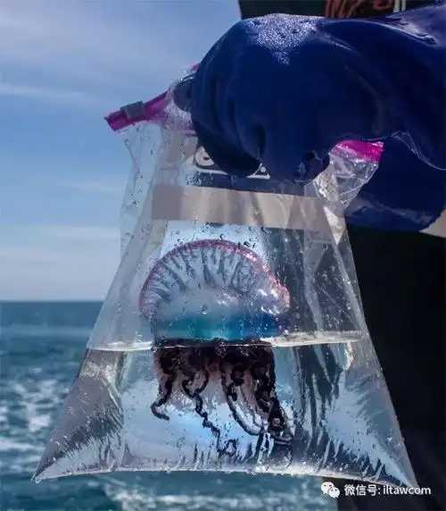 又美又毒的僧帽水母