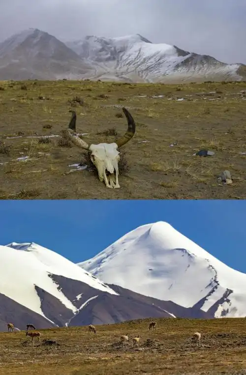 中国 | 高原上的舞者——藏羚羊