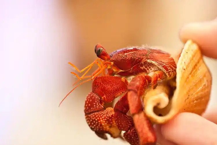 有一种螃蟹钳子很长煮熟后红红的只吃那个钳子外壳是光滑的那是什么